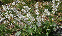 Salvia argentea