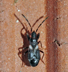 Notochilus crassicornis