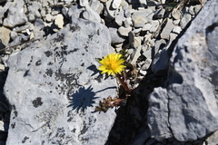 Taraxacum scopulorum