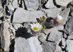 Erigeron lanatus