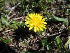 Taraxacum scopulorum