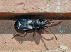 Notochilus crassicornis