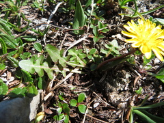 Taraxacum scopulorum