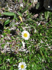 Erigeron humilis