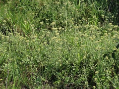 Helichrysum panduratum