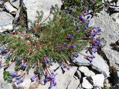 Oxytropis podocarpa