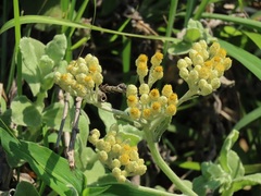 Helichrysum panduratum