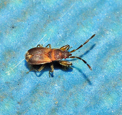 Notochilus ferrugineus