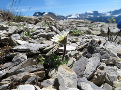 Erigeron trifidus