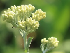 Helichrysum panduratum