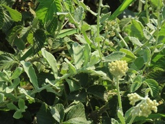 Helichrysum panduratum