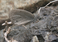 Ypthima asterope