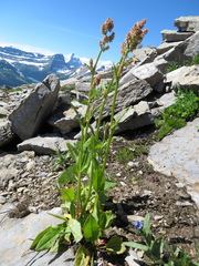 Rumex lapponicus