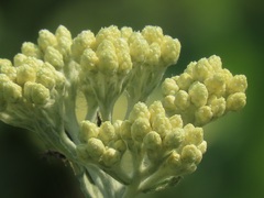 Helichrysum panduratum