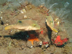 Canthigaster compressa