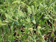 Helichrysum panduratum