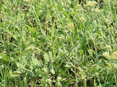 Helichrysum panduratum