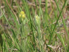 Helichrysum aureum