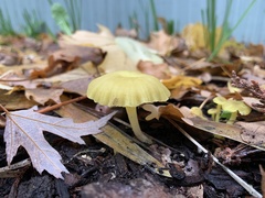 Chrysomphalina grossula