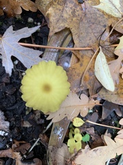 Chrysomphalina grossula