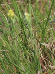 Helichrysum aureum