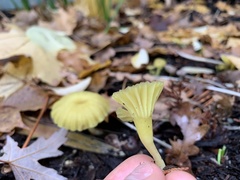 Chrysomphalina grossula