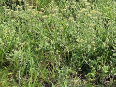 Helichrysum panduratum