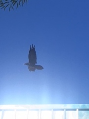 Corvus corax