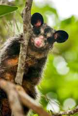 Didelphis aurita