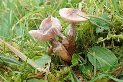 Dissoderma paradoxum