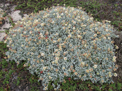 Astragalus miguelensis