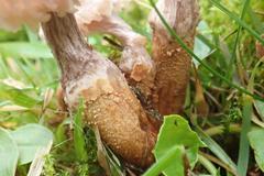 Dissoderma paradoxum