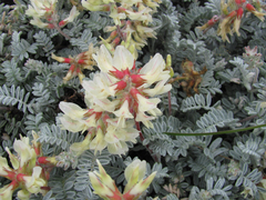 Astragalus miguelensis