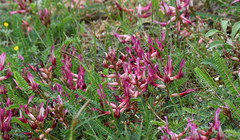 Astragalus monspessulanus monspessulanus