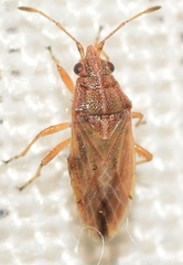 Nysius immunis