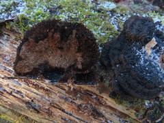 Gloeophyllum abietinum