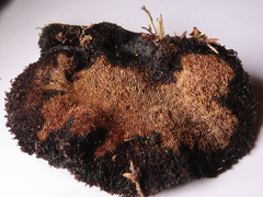 Gloeophyllum abietinum