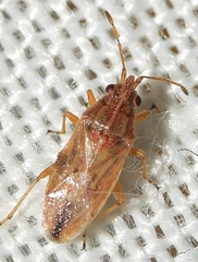 Nysius immunis