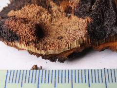 Gloeophyllum abietinum