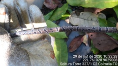 Atractus tartarus