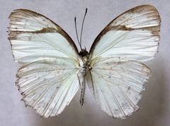 Itaballia demophile centralis