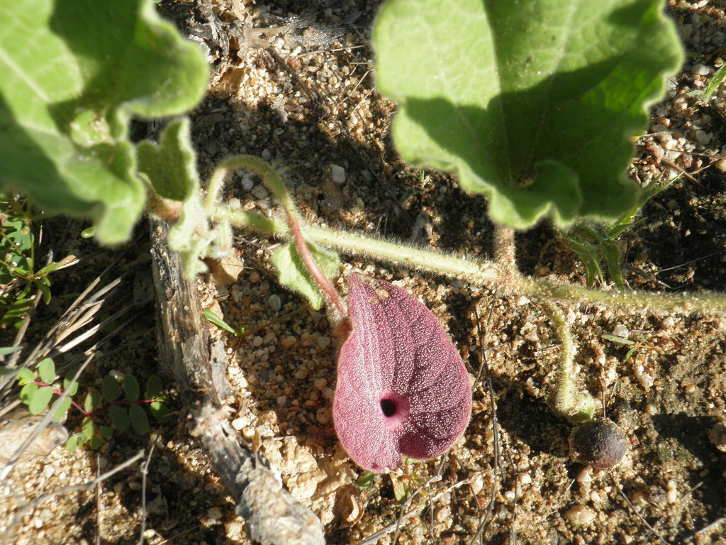 Aristolochia monticola