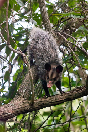 Big-eared Opossum