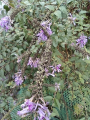 Buddleja lindleyana