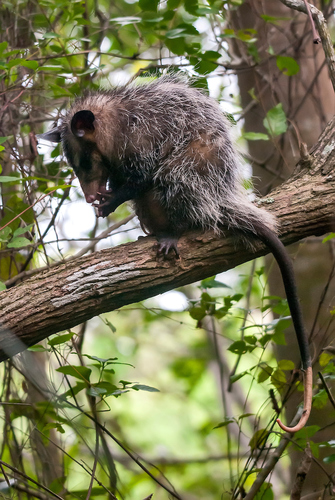 Big-eared Opossum