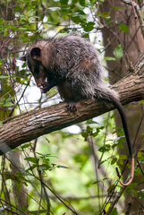 Didelphis aurita