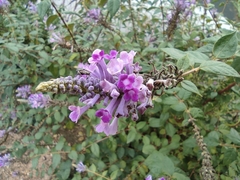 Buddleja lindleyana