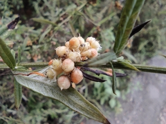 Cuscuta chinensis