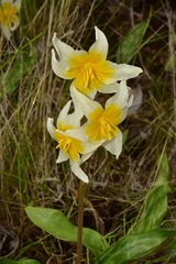 Erythronium helenae