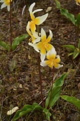 Erythronium helenae